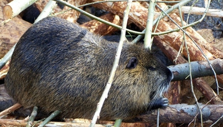 How to Prepare Beaver Skins