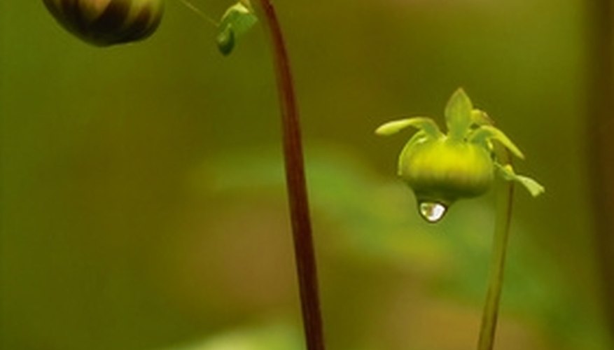 What Is the Calyx of the Flower? | Garden Guides