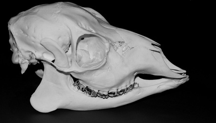 The Anatomy of a Deer Skull