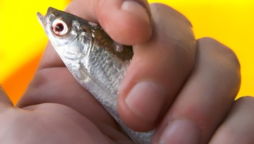 How to Rig Live Bait for Saltwater Fishing