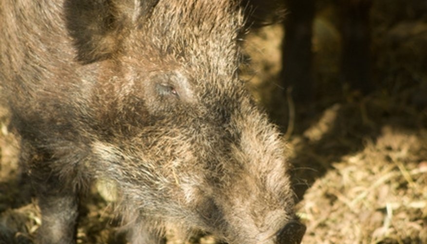 Hog Hunting in Amarillo, Texas