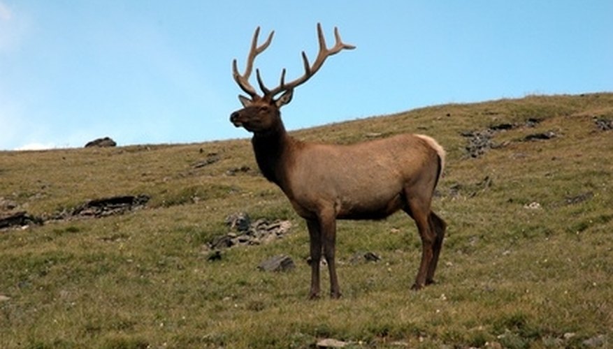 How to Hunt Elk in Colorado on Public Land