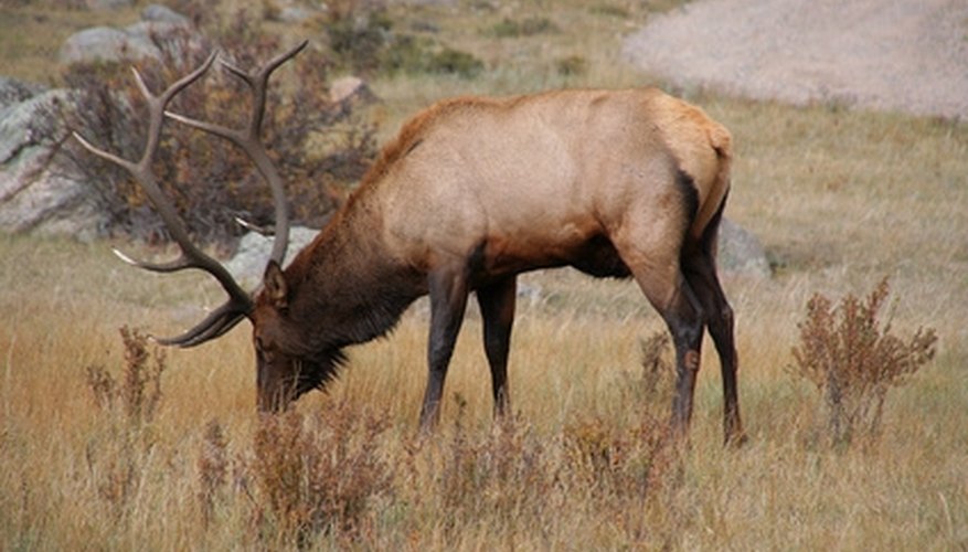 What Time of Year Do Elk Shed Their Antlers?