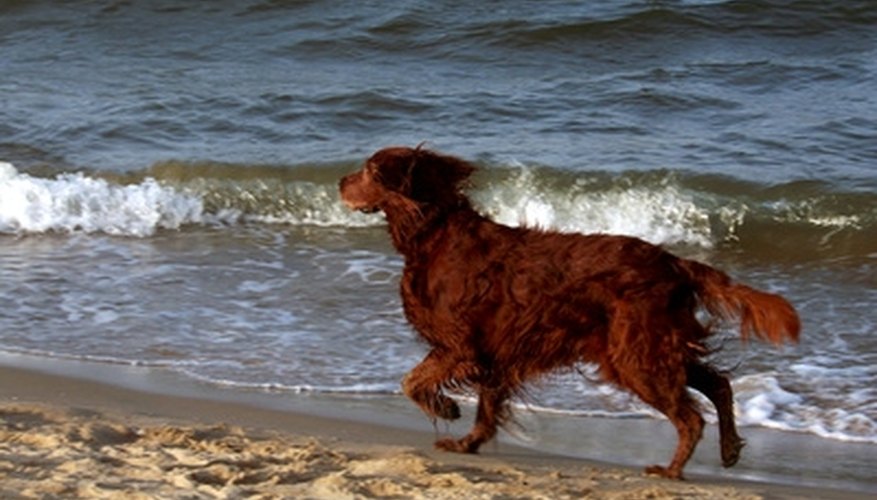 schools-for-canine-massage-therapy-the-classroom