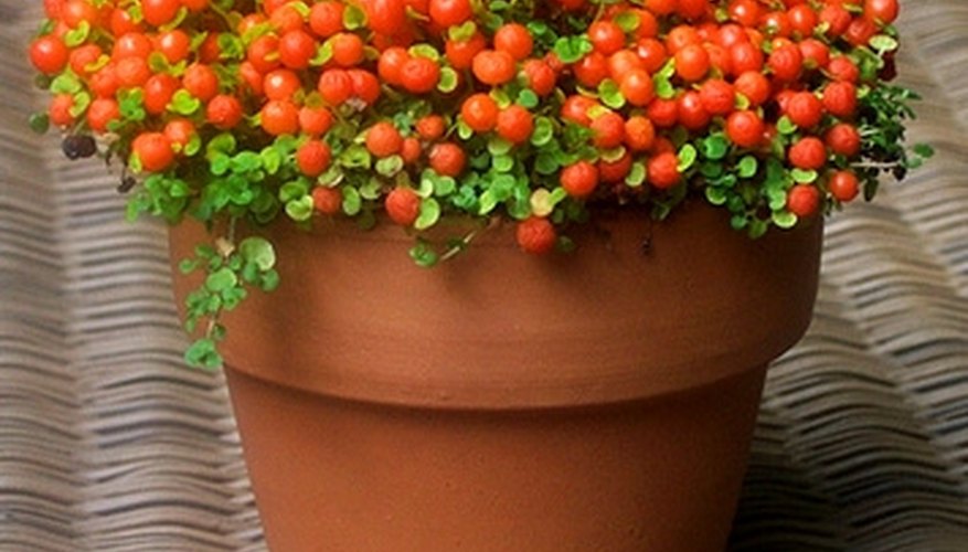 Revitalize terra cotta clay pots for a lamp shade. Revitalize terra cotta clay pots for a lamp shade.
