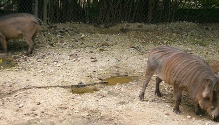 Hog Hunting in Vinton County, Ohio