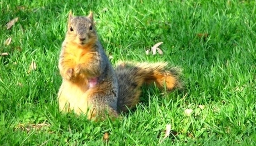 Squirrel Hunting in Texas