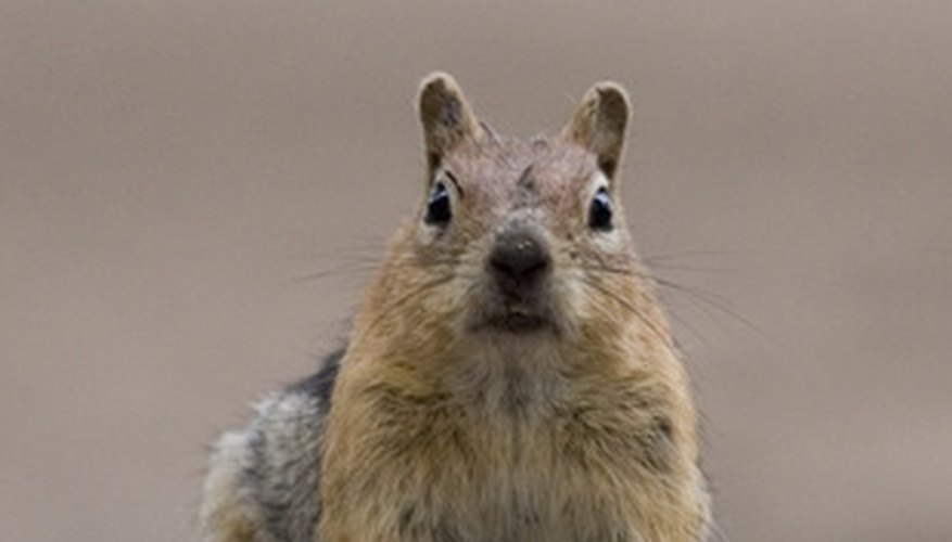 This little guy can do a lot of damage to your home. This little guy can do a lot of damage to your home.