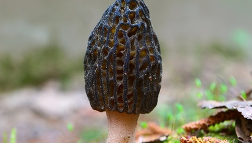 Morel Mushroom Hunting Season in Ohio