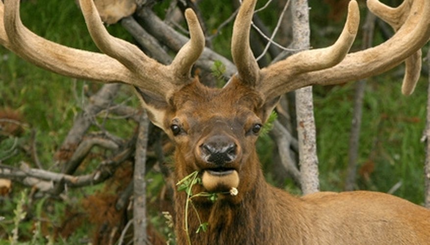 The Best Elk Hunting Regions in Idaho