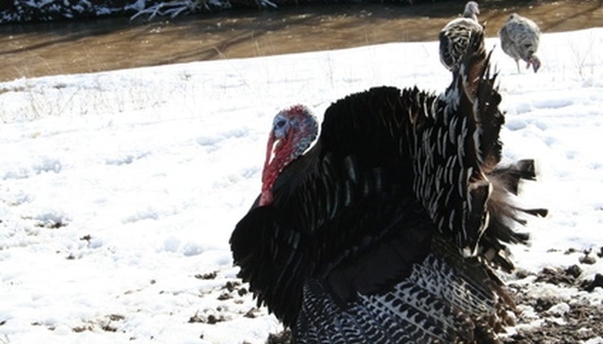 Texas Turkey Hunting Regulations
