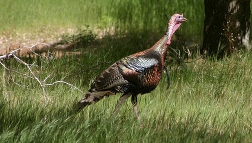 How to Sight a Shotgun With a Scope for Turkeys