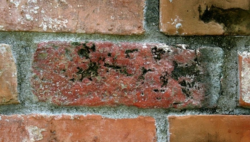 How to Get Rid of Black Mold on Exterior Brick