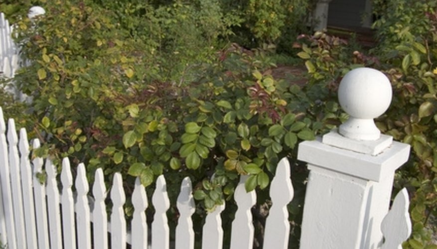 A fresh coat of white paint on a fence adds significant aesthetic appeal to your home's exterior. A fresh coat of white paint on a fence adds significant aesthetic appeal to your home's exterior.