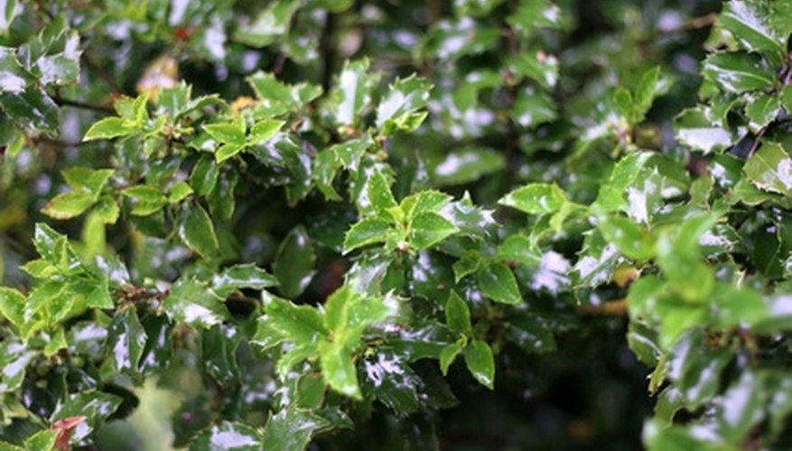 Full shrubs can mask an older fence. Full shrubs can mask an older fence.