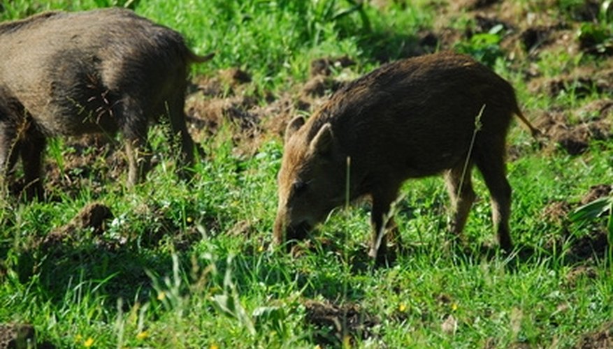 Boar Hunting in Wisconsin
