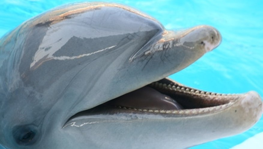 Cheap Places to Swim With Dolphins in Florida