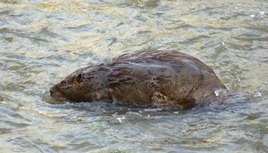 Directions to Skin a Beaver