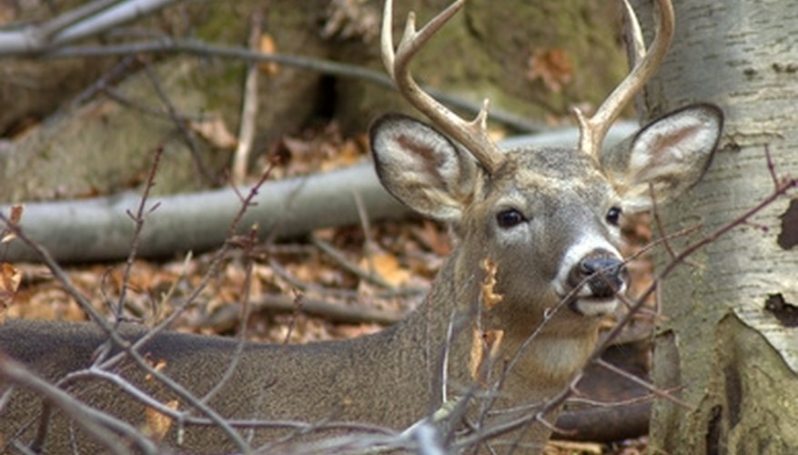 Private Land Open to Public Hunting in Ohio