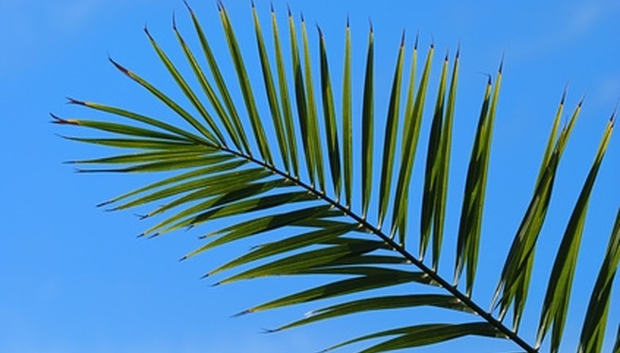 the-significance-of-palm-leaves-garden-guides