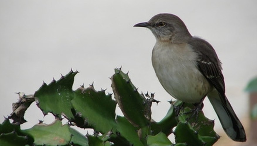 Mockingbirds & Aggressive Behavior