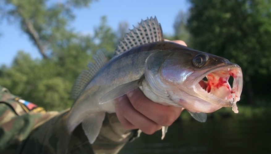Where Can I Purchase Live Walleye Fingerlings for Stocking My Pond?