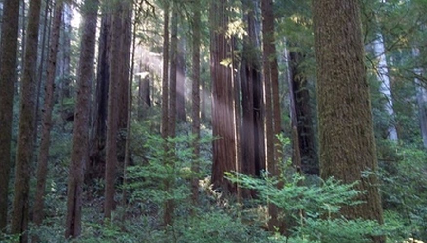 Giant redwoods are some of the largest and oldest trees in existence. Giant redwoods are some of the largest and oldest trees in existence.