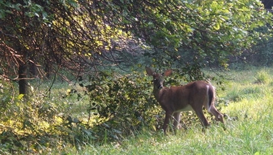 Regulations for Deer Tree Stands