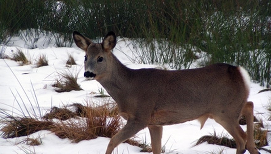 How to Use Bushnell Range Finders