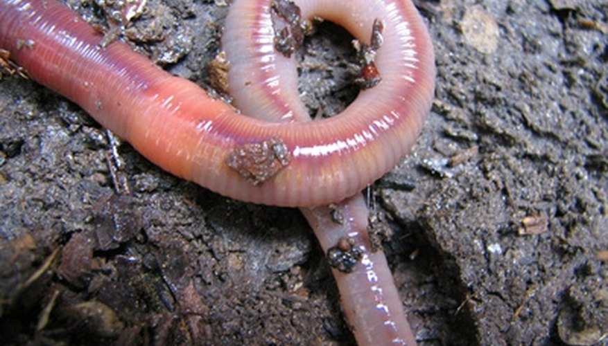download nightcrawler worm