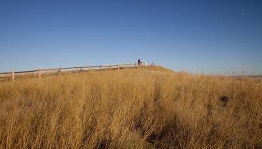 Plants of the Badlands | Garden Guides