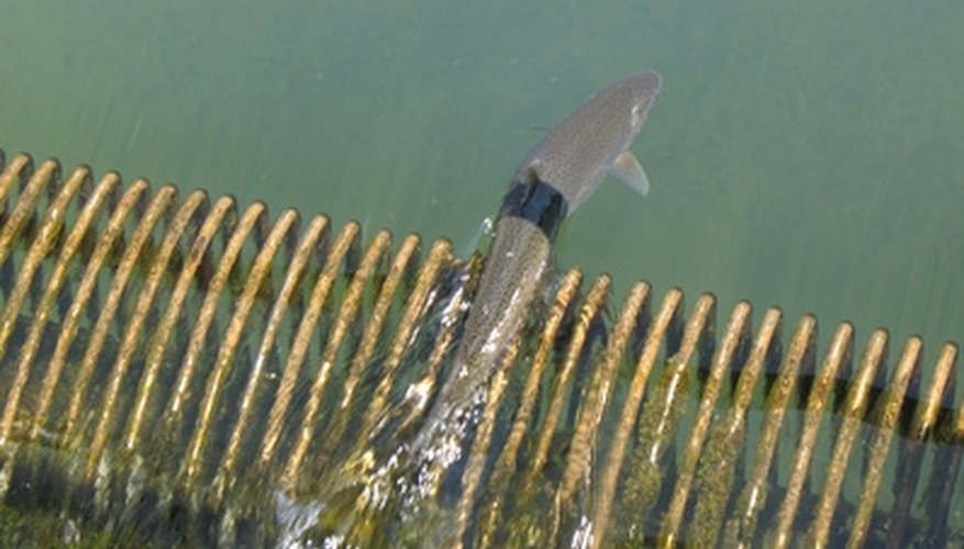 How to Tell the Difference Between a Male & Female Steelhead