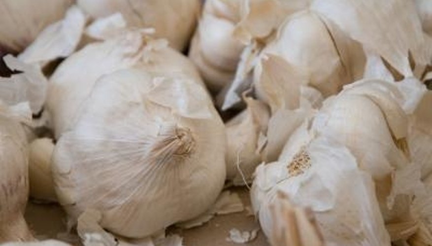 Dry garlic for later use Dry garlic for later use