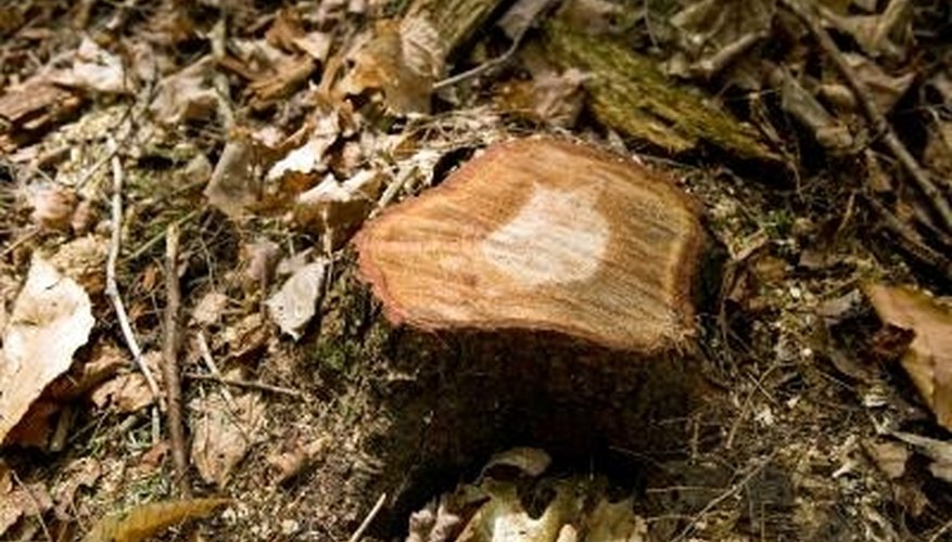 You can only use the burn method on older or dead trees. You can only use the burn method on older or dead trees.