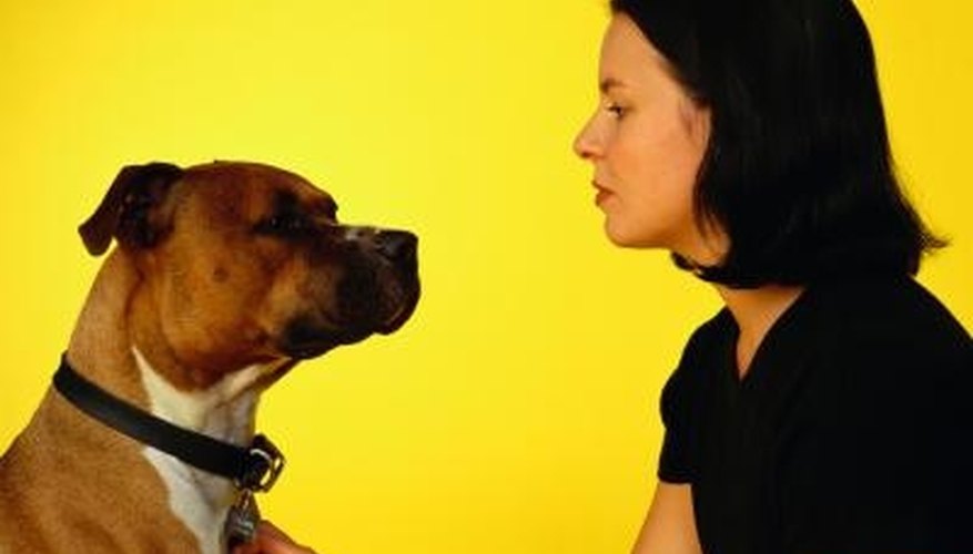 Use natural herbs to get rid of fleas on your pet and in your home. Use natural herbs to get rid of fleas on your pet and in your home.