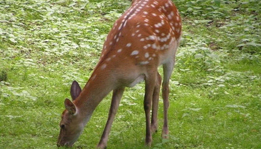 How to Soften a Tanned Deer Hide