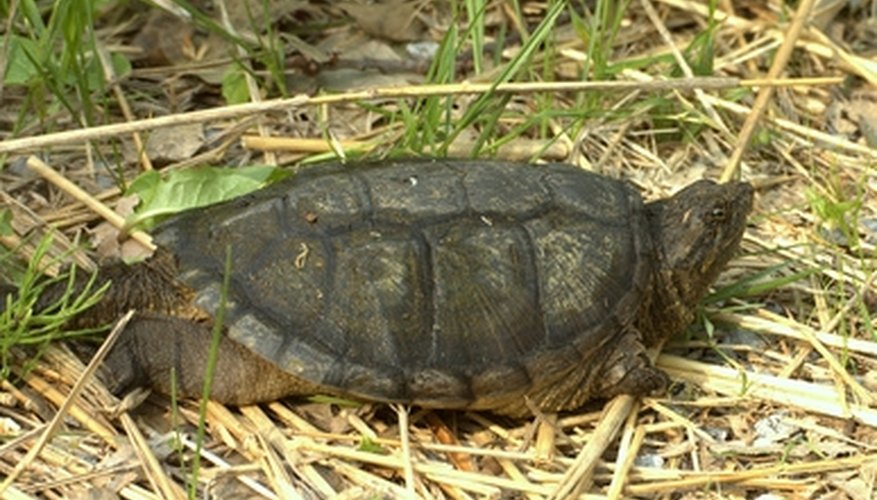 How to Make Snapping Turtle Lines