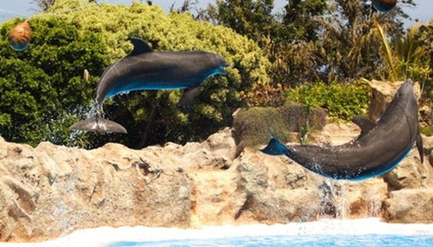 Marine Biology Camps for Teens | The Classroom