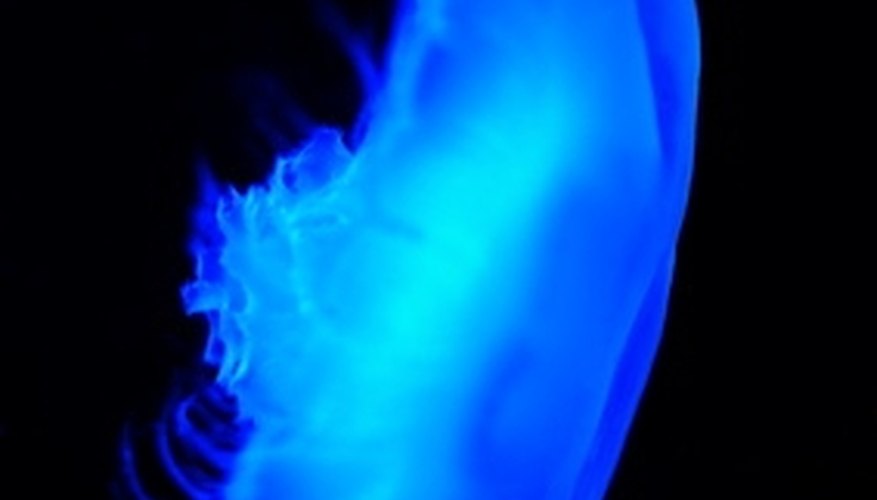 Jellyfish contain proteins that cause them to glow beneath a black light. Jellyfish contain proteins that cause them to glow beneath a black light.