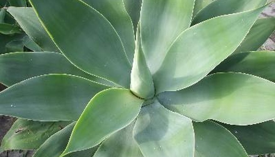 What�s the Difference Between Light &amp; Dark Agave Nectar
