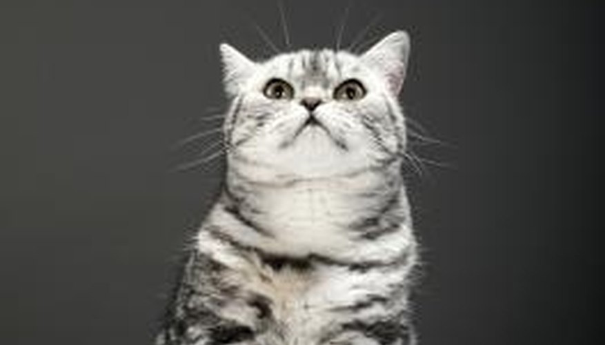 Pets are adorable companions; unfortunately, you need to clean up after them! Pets are adorable companions; unfortunately, you need to clean up after them!