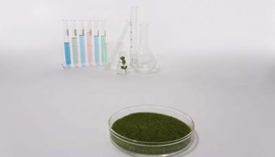 Moss requires wet conditions to grow. Moss requires wet conditions to grow.