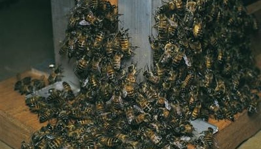 Bee swarms can be dangerous if not removed to a safe place. Bee swarms can be dangerous if not removed to a safe place.