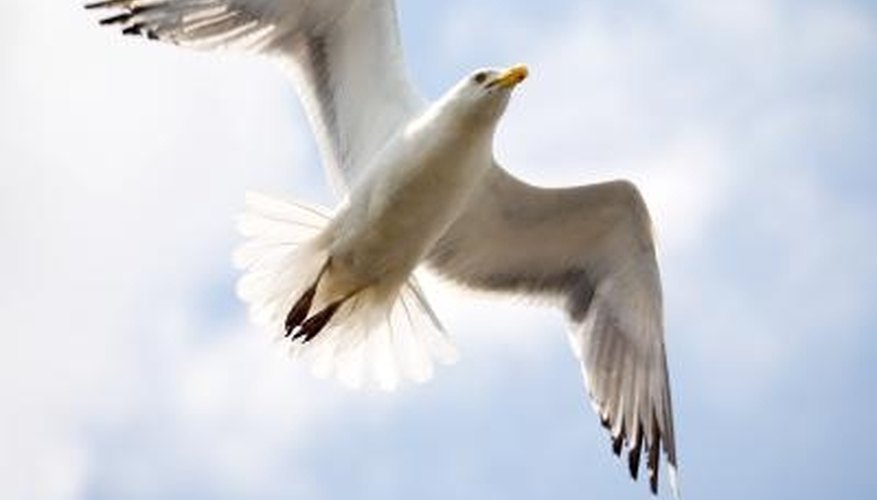 Seagulls can cause a lot of headache if they come in large numbers. Seagulls can cause a lot of headache if they come in large numbers.