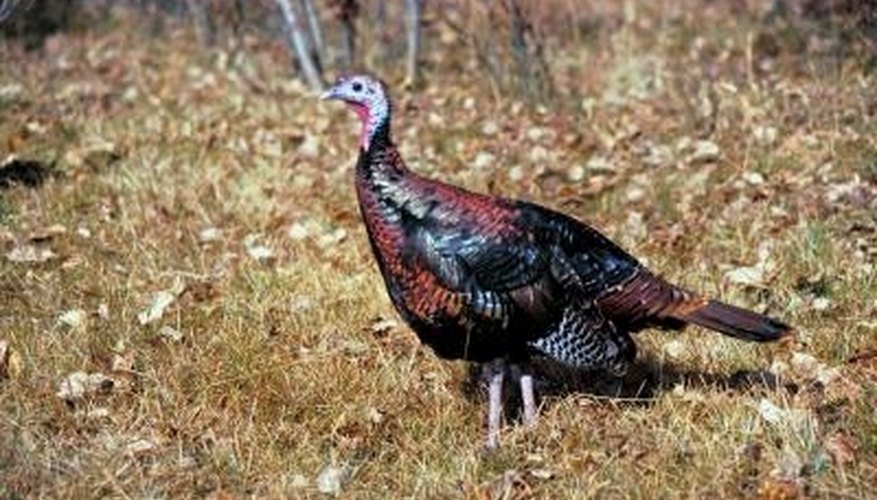 Roosting Habits of Wild Turkeys