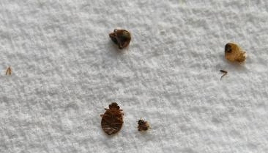 Bed bugs also hide in walls, on headboards and behind electrical outlet switchplates. Bed bugs also hide in walls, on headboards and behind electrical outlet switchplates.