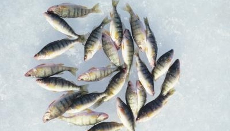 Differences Between Crappie & Perch