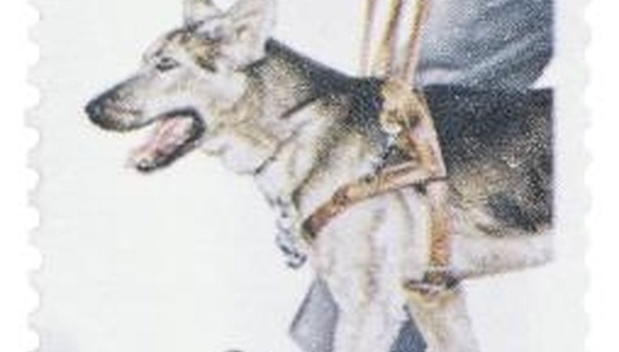 Disabled individuals can obtain service dogs through specialized organizations.