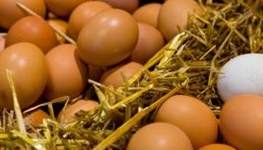 Candle an egg in a dark room with a flashlight. Candle an egg in a dark room with a flashlight.