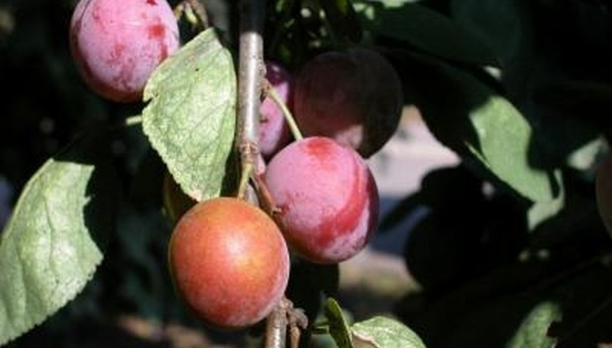 My Plum Tree Has Sap Dripping From the Branches Garden Guides